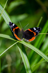 Fototapeta na wymiar Butterfly sitting on grass