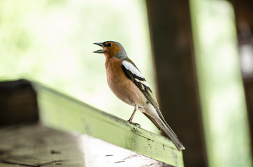 Bird sitting on wooden table