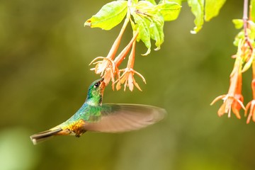 golden-bellied starfrontlet hovering next to orange flower,tropical forest, Colombia, bird sucking nectar from blossom in garden,beautiful hummingbird with outstretched wings,wildlife scene,exotic