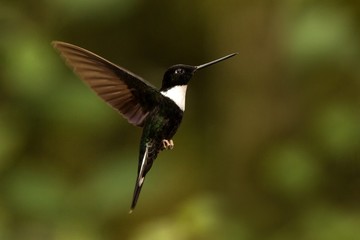Fototapeta premium Collared inca hovering in the air,tropical forest, Colombia, bird sucking nectar from blossom in garden,beautiful hummingbird with outstretched wings,wildlife scene,exotic adventure, clear background