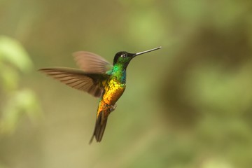 Fototapeta na wymiar golden-bellied starfrontlet hovering in the air,tropical forest, Colombia, bird sucking nectar from blossom in garden,beautiful hummingbird with outstretched wings,wildlife scene,clear background