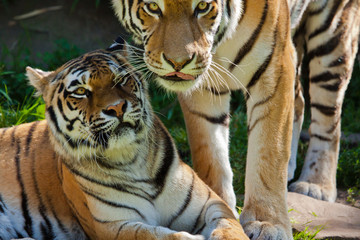 Sibirischer Tiger (Panthera tigris altaica)