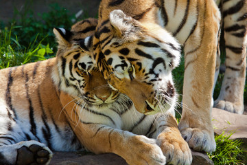 Sibirischer Tiger (Panthera tigris altaica)