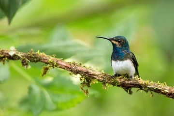 White-tailed hillstar sitting on branch, hummingbird from tropical forest,Colombia,bird perching,tiny beautiful bird resting on flower in garden,clear background,nature scene,wildlife,exotic adventure