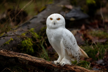Snowy Owl The Forest
