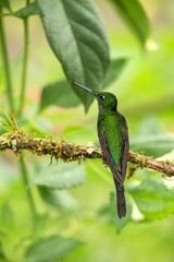 Empress brilliant sitting on branch, hummingbird from tropical forest,Colombia,bird perching,tiny beautiful bird resting on flower in garden,clear background,nature scene,wildlife, exotic adventure