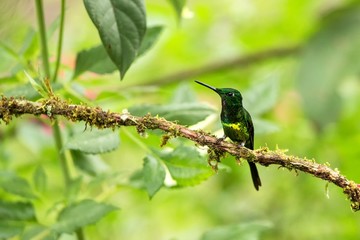 Empress brilliant sitting on branch, hummingbird from tropical forest,Colombia,bird perching,tiny beautiful bird resting on flower in garden,clear background,nature scene,wildlife, exotic adventure