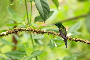 Empress brilliant sitting on branch, hummingbird from tropical forest,Colombia,bird perching,tiny beautiful bird resting on flower in garden,clear background,nature scene,wildlife, exotic adventure