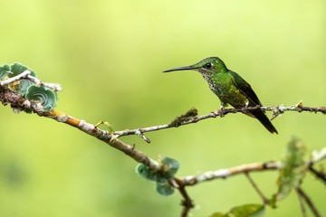 Empress brilliant sitting on branch, hummingbird from tropical forest,Colombia,bird perching,tiny beautiful bird resting on flower in garden,clear background,nature scene,wildlife, exotic adventure