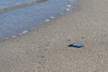 Stranded Velella, close-up
