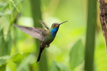 Fototapeta na wymiar White-tailed hillstar hovering in the air, garden, tropical forest, Colombia, bird on colorful clear background,beautiful hummingbird with blue throat and outstretched wings,nature wildlife scene