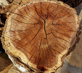 Die Maserung eines Baumstammes