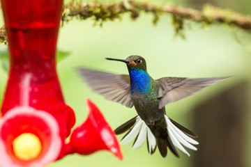 White-tailed hillstar,hummingbird with outstretched wings, tropical forest,Colombia,bird hovering next to red feeder with sugar water in garden,clear background,nature scene,wildlife, exotic adventure