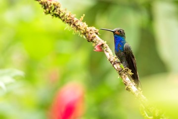 White-tailed hillstar sitting on branch,hummingbird from tropical forest,Colombia,bird perching,tiny beautiful bird resting on flower in garden,clear background,nature scene,wildlife, exotic adventure