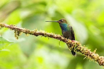 White-tailed hillstar sitting on branch,hummingbird from tropical forest,Colombia,bird perching,tiny beautiful bird resting on flower in garden,clear background,nature scene,wildlife, exotic adventure