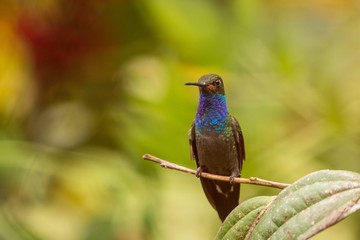 White-tailed hillstar sitting on branch,hummingbird from tropical forest,Colombia,bird perching,tiny beautiful bird resting on flower in garden,clear background,nature scene,wildlife, exotic adventure