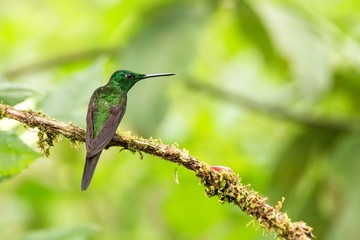 Empress brilliant sitting on branch, hummingbird from tropical forest,Colombia,bird perching,tiny beautiful bird resting on flower in garden,clear background,nature scene,wildlife, exotic adventure