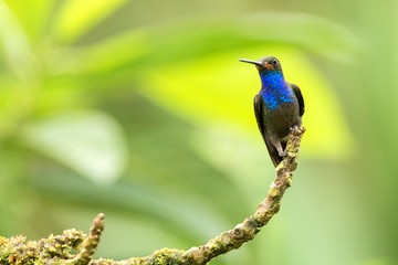 Fototapeta premium White-tailed hillstar sitting on branch,hummingbird from tropical forest,Colombia,bird perching,tiny beautiful bird resting on flower in garden,clear background,nature scene,wildlife, exotic adventure