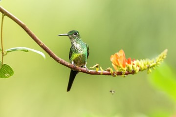 Empress brilliant sitting on branch, hummingbird from tropical forest,Colombia,bird perching,tiny beautiful bird resting on flower in garden,clear background,nature scene,wildlife, exotic adventure