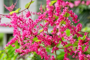 Pink Mexican creeper or Antigono Leptopus on blurred background
