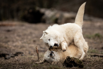 Obraz premium White Wolf in the forest