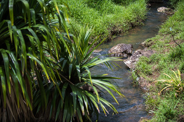 River stream in the jungle