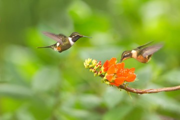 Purple-throated woodstar hovering next to orange flower,tropical forest, Colombia, two birds sucking nectar from blossom in garden,beautiful hummingbird with outstretched wings,nature wildlife scene