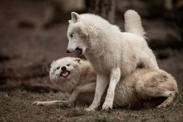 White Wolf in the forest