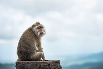African monkey portrait in the wild © ancamilushev