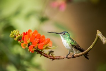 Fototapeta premium Andean emerald sitting on branch with orange flower, hummingbird from tropical forest sucking nectar from blossom,Colombia,bird perching,tiny beautiful bird resting on flower in garden,nature scene
