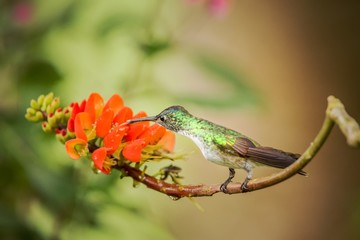Andean emerald sitting on branch with orange flower, hummingbird from tropical forest sucking nectar from blossom,Colombia,bird perching,tiny beautiful bird resting on flower in garden,nature scene