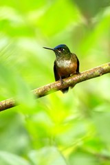 Small hummingbird sitting on branch, tropical forest,Brazil,bird perching,tiny beautiful bird resting on flower in garden,clear background,nature scene,wildlife, exotic adventure trip in Amazon forest