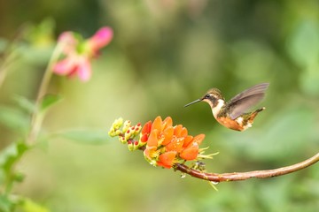 Purple-throated woodstar hovering next to orange flower,tropical forest, Colombia, bird sucking nectar from blossom in garden,beautiful hummingbird with outstretched wings,nature wildlife scene