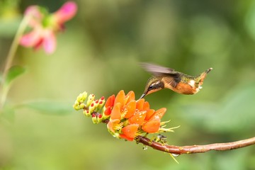 Purple-throated woodstar hovering next to orange flower,tropical forest, Colombia, bird sucking nectar from blossom in garden,beautiful hummingbird with outstretched wings,nature wildlife scene