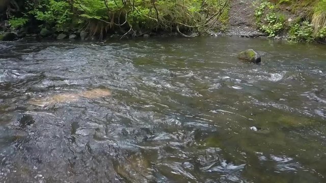 Panning shot over a small creek near Bear Lake, Alaska, as a group of salmon attempt to swim upstream