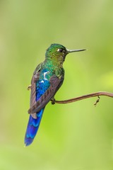 Fototapeta na wymiar violet-tailed sylph sitting on branch, hummingbird from tropical forest,Colombia,bird perching,tiny beautiful bird resting on flower in garden,clear background,nature,wildlife, exotic adventure