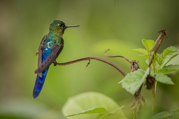 violet-tailed sylph  sitting on branch, hummingbird from tropical forest,Colombia,bird perching,tiny beautiful bird resting on flower in garden,clear background,nature,wildlife, exotic adventure