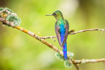 violet-tailed sylph  sitting on branch, hummingbird from tropical forest,Colombia,bird perching,tiny beautiful bird resting on flower in garden,clear background,nature,wildlife, exotic adventure
