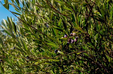 Blaue Oliven reifen am Baum
