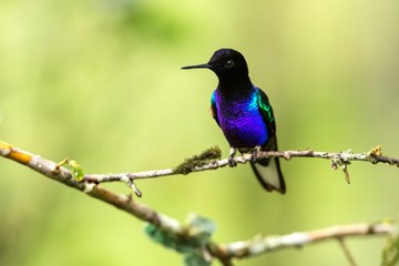Velvet-purple coronet sitting on branch, hummingbird from tropical forest,Colombia,bird perching,tiny beautiful bird resting on flower in garden,clear background,nature,wildlife, exotic adventure trip