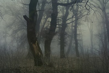 Gloomy wood