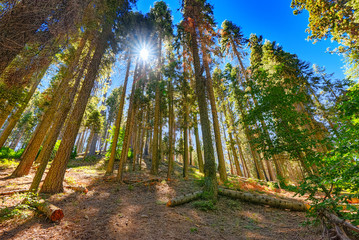Forest of ancient sequoias in Yosemeti National Park.