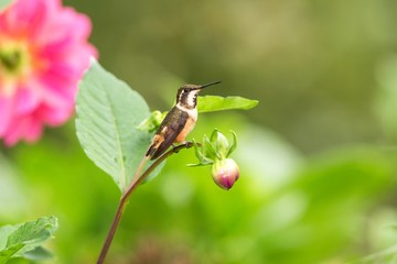 Purple-throated woodstar sitting on branch, hummingbird from tropical forest,Colombia,bird perching,tiny beautiful bird resting on flower in garden,colorful background with flower,nature scene,exotic