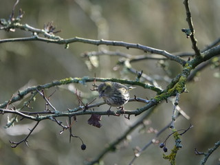 female siskin (Carduelis spinus)