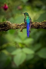 violet-tailed sylph  sitting on branch, hummingbird from tropical forest,Colombia,bird perching,tiny beautiful bird resting on flower in garden,clear background,nature,wildlife, exotic adventure