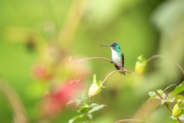 Western emerald sitting on branch, hummingbird from tropical forest,Colombia,bird perching,tiny beautiful bird resting on flower in garden,colorful background with flowers,nature scene,wildlife