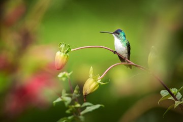 Western emerald sitting on branch, hummingbird from tropical forest,Colombia,bird perching,tiny beautiful bird resting on flower in garden,colorful background with flowers,nature scene,wildlife