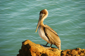 young pelican in the light of the setting sun. pelican sits on a stone near the seashore