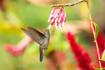 Obraz premium White-tailed hillstar hovering next to white and red flower, garden, tropical forest, Colombia, bird on colorful clear background,beautiful hummingbird with blue throat and outstretched wings