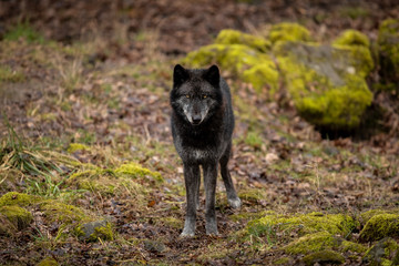Black Wolf in the forest © AB Photography